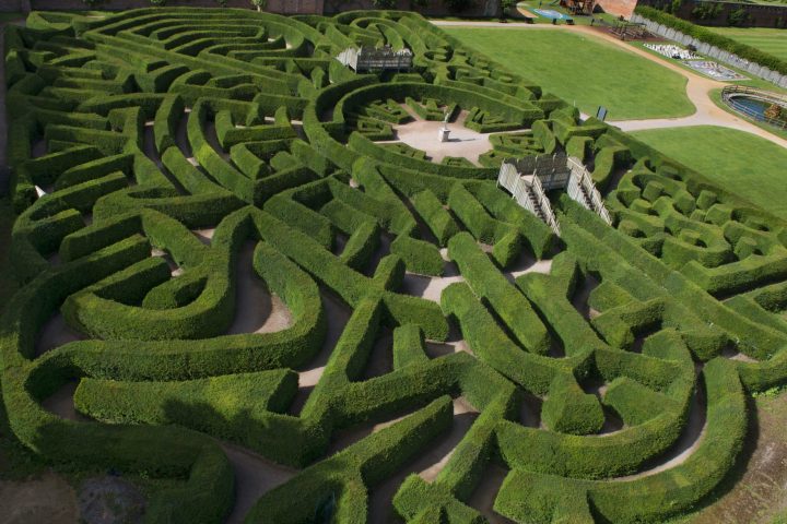 a green plant in a garden