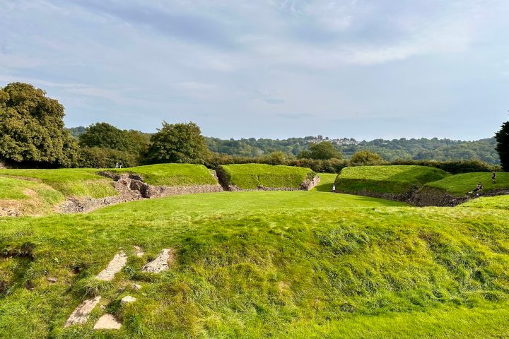 a herd of cattle grazing on a lush green field