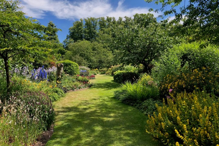a green plant in a garden