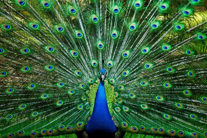 a colorful bird standing in a row