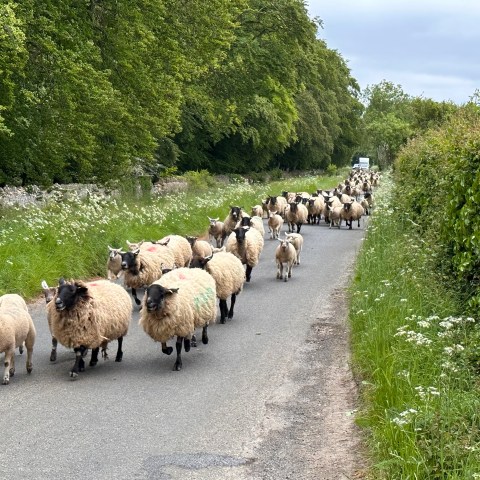a herd of sheep walking down a dirt road