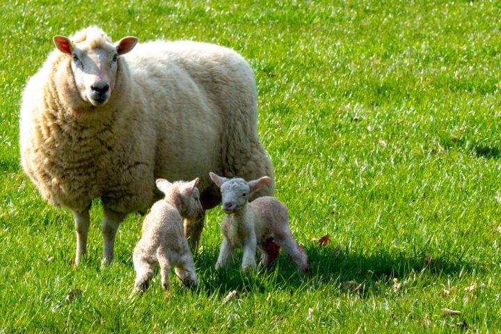 a mother and baby sheep standing on top of a lush green field