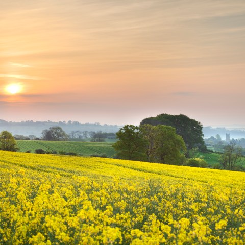 Sunset over a yellow flower field with trees and mist in the distance.