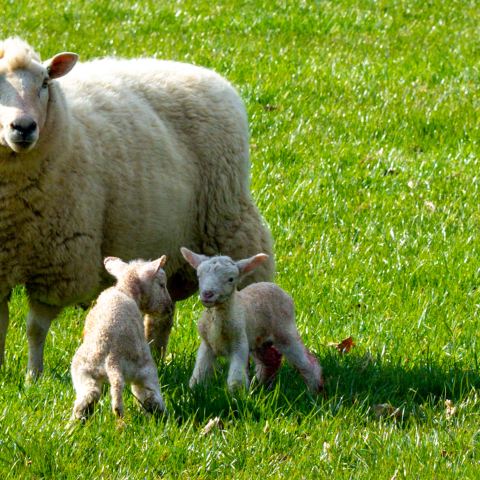 A sheep with two lambs standing on green grass in sunlight.