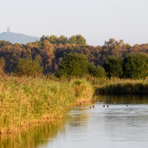 Lake with ducks, forest, and distant hill with tower at sunrise.