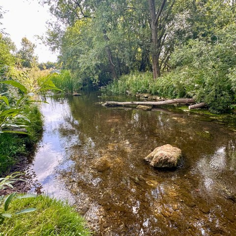 Tranquil creek with clear water, rocks, and lush green trees and grass along the banks.