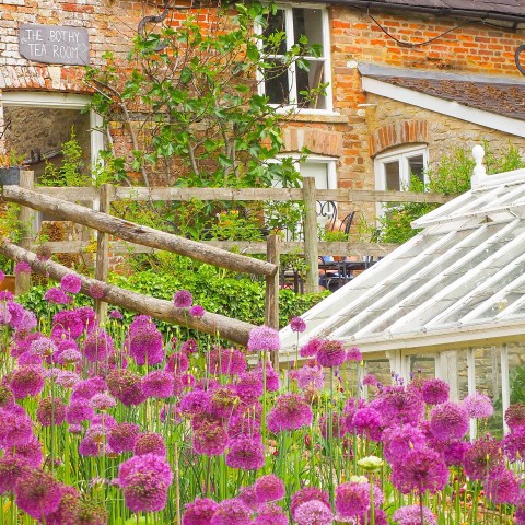 Purple flowers in front of a rustic tea room and greenhouse.